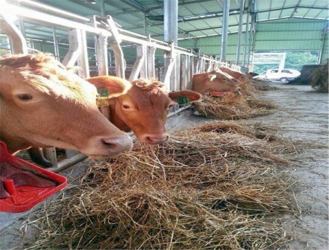 장흥군, 우량암소 혈통 보전으로 고급육 생산 기반 구축