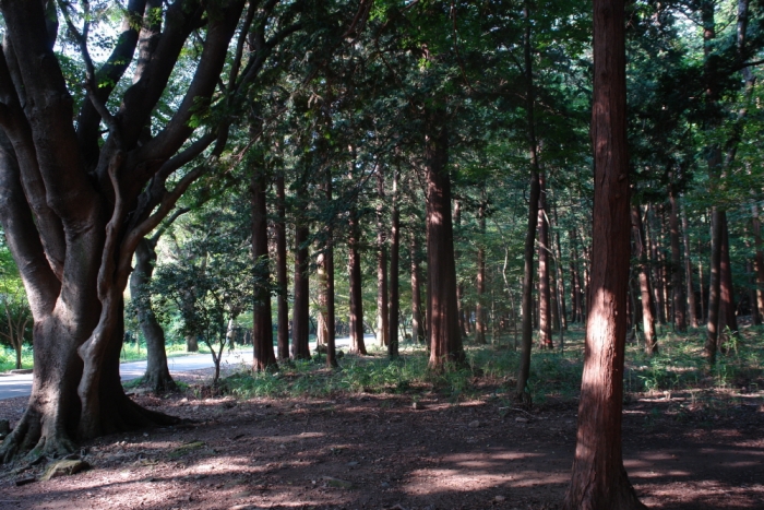 두륜산 편백나무숲