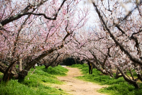 보해매실농원, 코로나19 확산 해남 땅끝매화축제 취소
