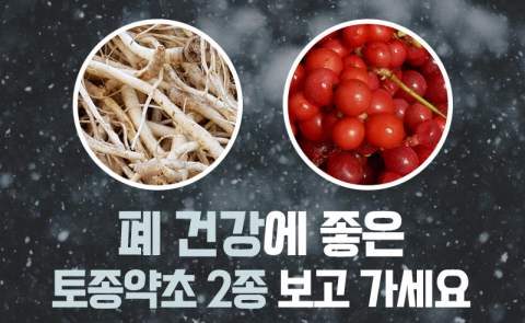 폐 건강에 좋은 토종약초 2종 보고 가세요