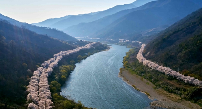 한국에서 가장 아름다운 길 100에 선정된 구례 섬진강 벚꽃길