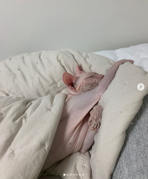배우 김선아, 故 설리 반려묘 입양···“그간 돌봐준 김희철에 감사해”