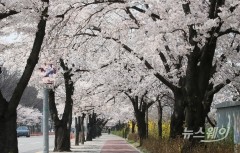 서울 벚꽃 개화···1922년 관측 이후 99년 만에 가장 빨라