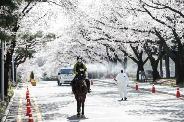 서울경마공원 벚꽃길 통제 모습