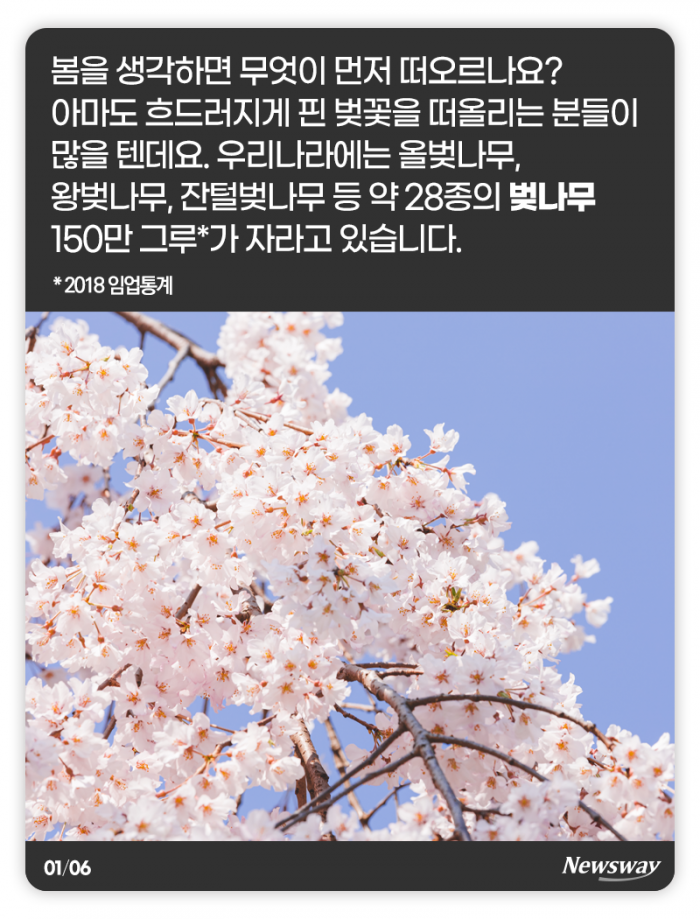 예쁜 꽃만 피우는 줄 알았던 벚나무, 알고 보니 기사의 사진
