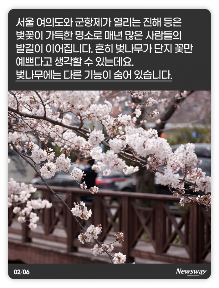 예쁜 꽃만 피우는 줄 알았던 벚나무, 알고 보니 기사의 사진