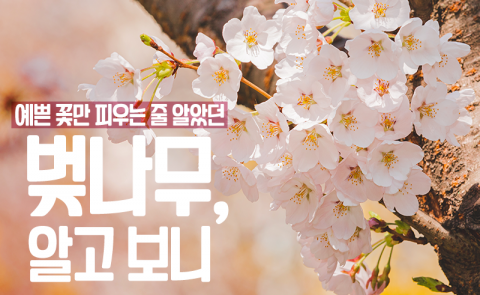 예쁜 꽃만 피우는 줄 알았던 벚나무, 알고 보니
