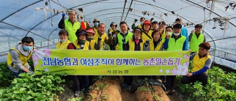 전남농협, 여성조직과 함께 농촌일손돕기로 ‘구슬땀’