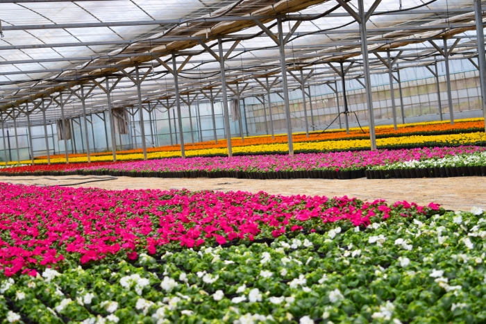 광주시 농업기술센터, 가로화단 조성용 봄꽃 20만본 공급 기사의 사진