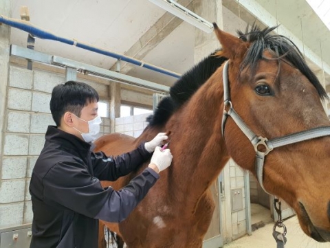 한국마사회, 전국 말 예방백신 접종 신청 개시···일본 뇌염 등 총 2종
