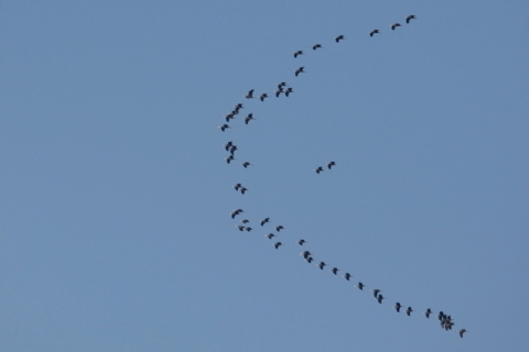 ‘청정 신안’ 압해도서 국제보호종 흑두루미 100여 마리 관찰