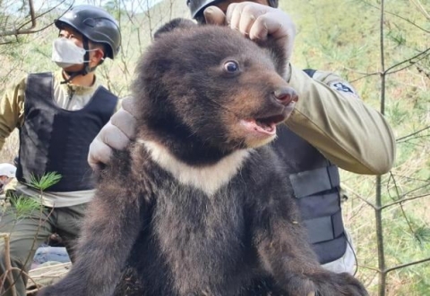 멸종위기 지리산 반달가슴곰, 야생에서 새끼 3마리 출산