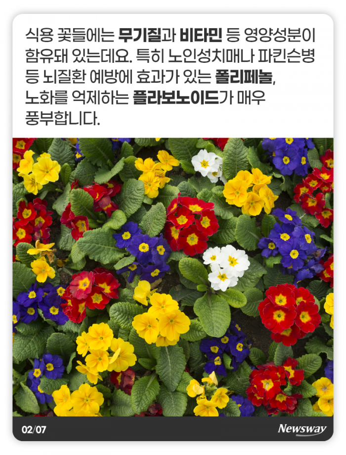 예쁜 꽃, 눈 말고 입으로 즐기세요 기사의 사진