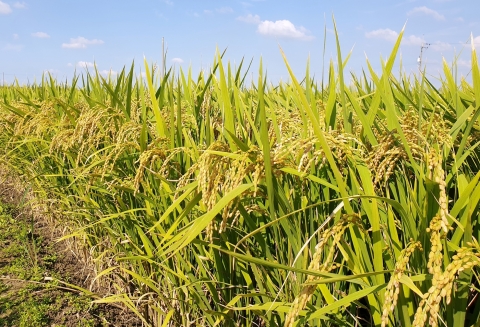 정읍시, 공익직불금 6월까지 신청하세요