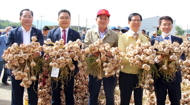 고흥 녹동농협, 햇마늘(주대마늘) 첫 산지경매 개시