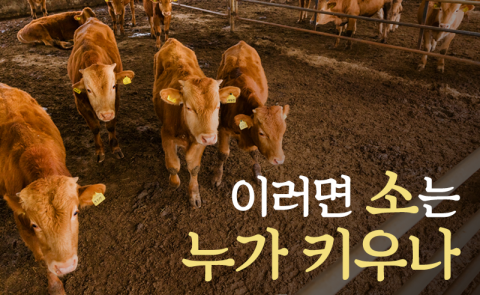 이러면 소는 누가 키우나