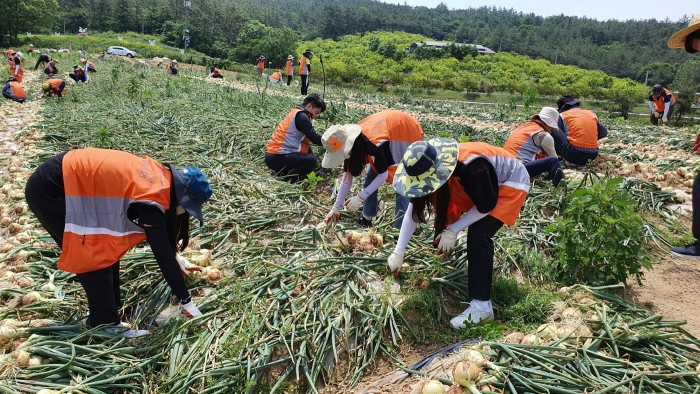일반인 자원봉사자·전남농협 임직원 50여명 농촌일손돕기 모습