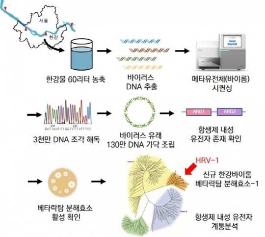 신규 항생제 내성 유전자를 가진 한강 바이러스 유전체 탐색 모식도. 인하대 제공