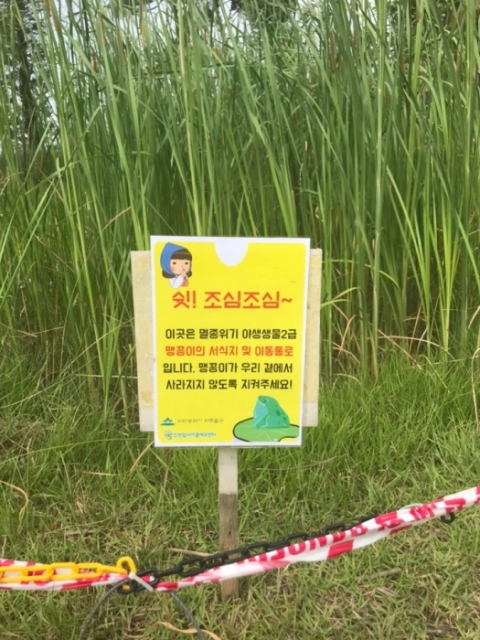  인천업사이클에코센터 인공습지서 멸종위기종 2급 맹꽁이 발견 外