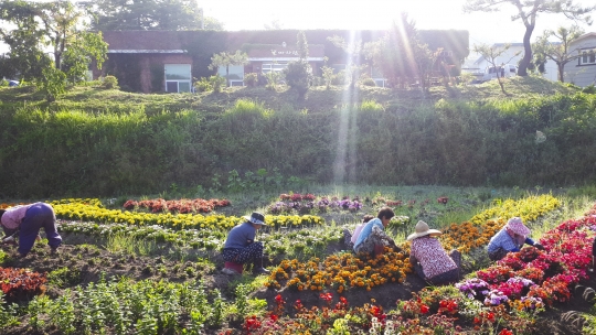 여름 휴가철 농촌체험휴양마을에 선정된 순천 꽃마차마을 전경