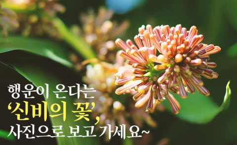 평생 한 번 보기 어렵다는 신비한 꽃들