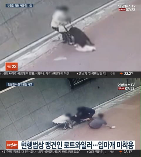 입마개 안한 맹견 로트와일러, 소형견 스피츠 물어 죽여···견주도 부상