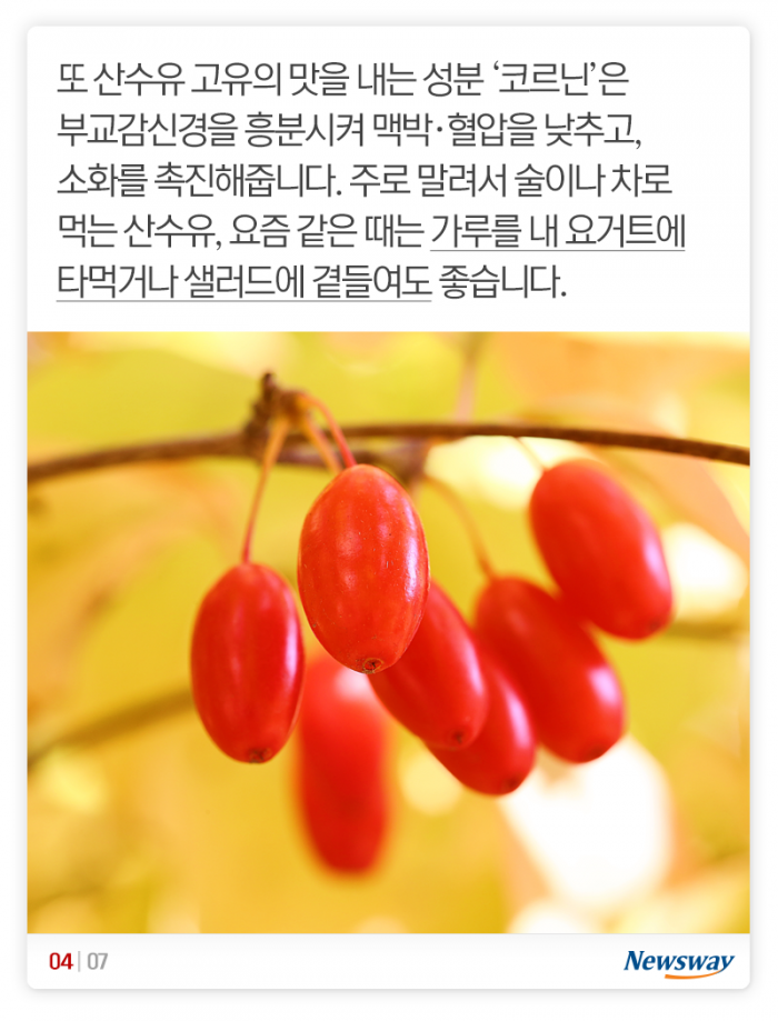 동의보감에도 나왔다는 ‘여름에 기특한 열매들’ 기사의 사진