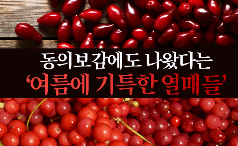 동의보감에도 나왔다는 ‘여름에 기특한 열매들’