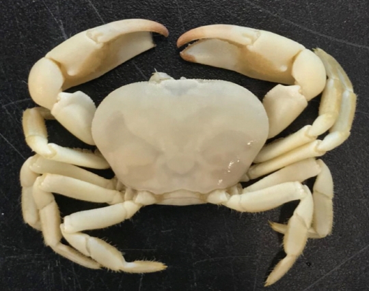 인하대 해양과학과 해양동물학 연구실 김태원 교수와 조붕호 학생이 발견한 인도양 심해 열수분출공에 서식하는 장님게(Bythograeid crab).