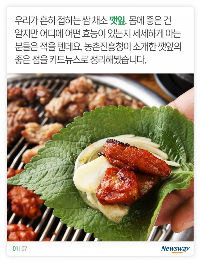 깻잎이 이 정도였어? 기사의 사진