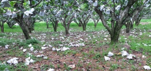 전남도, 태풍 ‘바비’ 피해 예상보다 ‘미미’