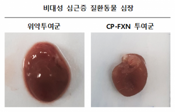 선천적 유전질환 비대성 심근증과 관련해 CP-FXN은 심장이 비대해지고 기능이 상실되는(왼쪽) 것을 막고 심장기능을 정상화(오른쪽) 시키는 치료 효능을 보였다./사진=셀리버리