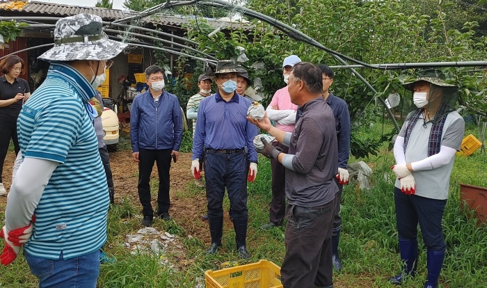 농협전남지역본부 간부직원, 나주배 조기 수확 일손 돕기 모습