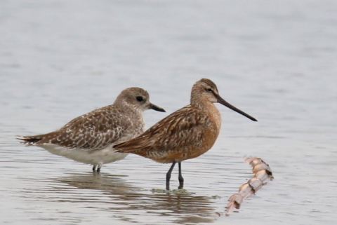 신안군, 국제보호조류 ‘큰부리도요’ 확인