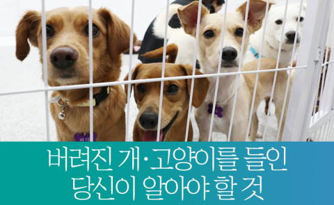 버려진 개·고양이를 들인 당신이 알아야 할 것