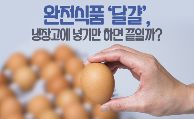 완전식품 ‘달걀’, 냉장고에 넣기만 하면 끝일까?