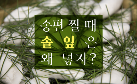 송편 찔 때 솔잎은 왜 넣지?