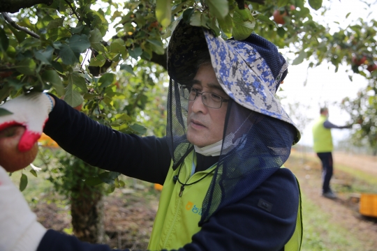 지난 22일 경기 포천시 영북면의 과수농가를 방문한 홍재은 NH농협생명 사장이 사과를 수확하고 있다. 사진=NH농협생명