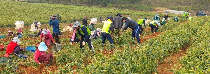 전남농협, 영광서 생강 캐기 일손돕기로 구슬땀