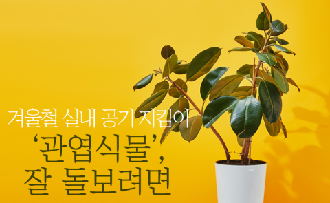 겨울철 실내 공기 지킴이 ‘관엽식물’, 잘 돌보려면