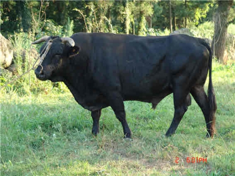 농기평, 제주흑우의 진화론적 위치 및 영양학적 특성 첫 규명