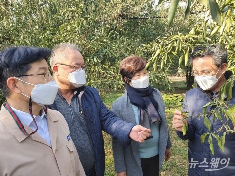 전남농협, 동해피해  발생한 고흥 유자농가 현장 점검