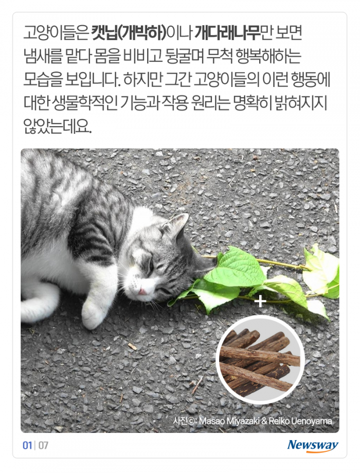 고양이의 못 말리는 개다래 사랑, 이유 밝혀졌다 기사의 사진