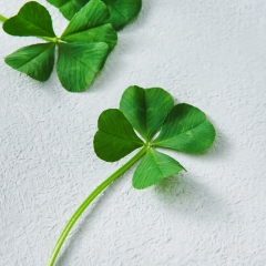 사진=롯데마트 제공