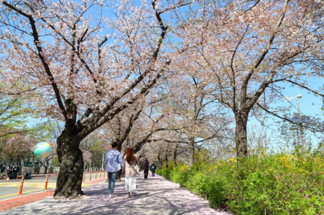 영등포구,  ‘여의도 봄꽃축제’ 8일 종료···제한적 관람도 단축
