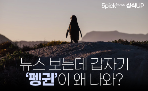 뉴스 보는데 갑자기 ‘펭귄’이 왜 나와?