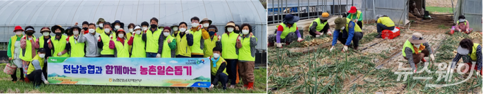 전남농협, 함평관내 양파 수확농가에서 농촌 일손돕기 모습