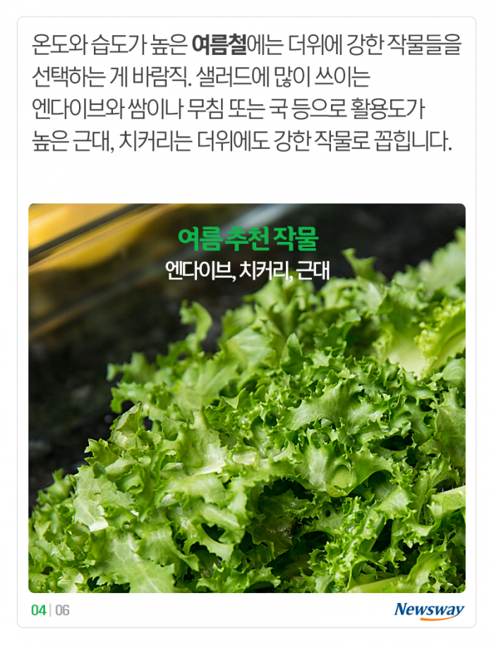 ‘파테크’ 하는 김에 다른 채소도 ‘테크’ 해볼까? 기사의 사진