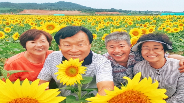 히든해남 마산면해바라기농장