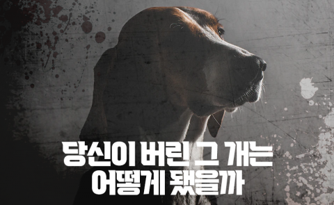 당신이 버린 그 개는 어떻게 됐을까